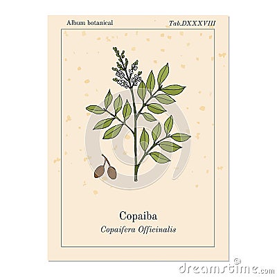 Copaiba Copaifera officinalis , medicinal plant Vector Illustration
