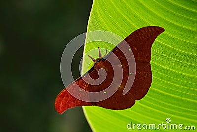 Copaxa syntheratoides butterfly, the giant brown morpho, sitting on on green flowers, Costa Rica. Beautiful butterfly in the tropi Stock Photo