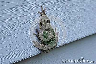 Cope`s Gray Treefrog resting Stock Photo