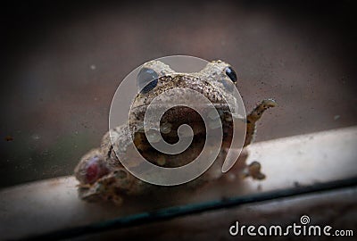 Cope`s Gray Treefrog (Hyla Chrysoscelis) Stock Photo