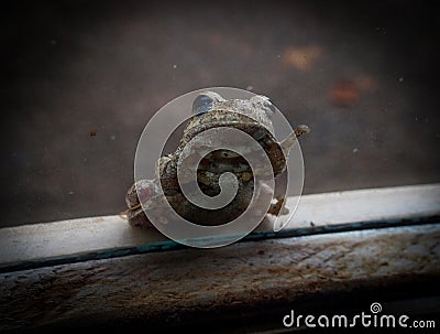 Cope`s Gray Treefrog (Hyla Chrysoscelis) Stock Photo