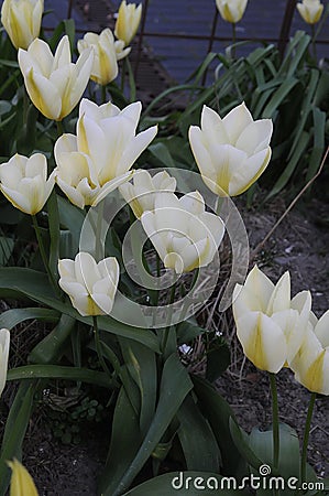 TULIPS FLOWERS ON KASTRUPLUNDGADE ROAD IN KASTRUP Stock Photo