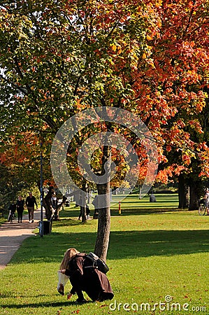 Tree show autumn colour in local park in Copenhagen Denmark Editorial Stock Photo