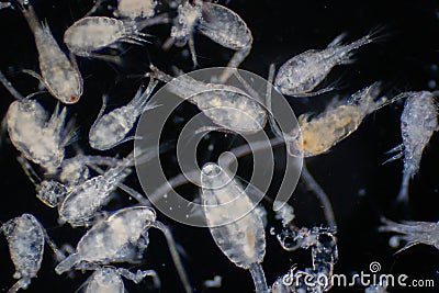 Copepod Zooplankton are a group of small crustaceans found in marine and freshwater habitat Stock Photo