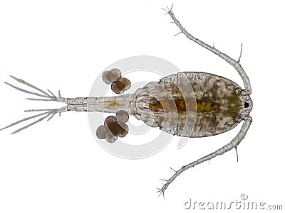 Copepod Zooplankton are a group of small crustaceans Stock Photo