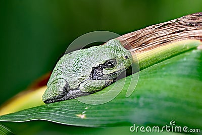 Copes Gray tree frog rests on a leaf in a garden Stock Photo