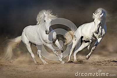 Cople horse in motion Stock Photo