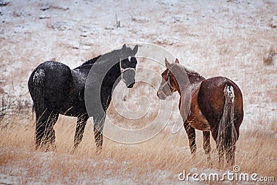 Cople horses that look at you Stock Photo