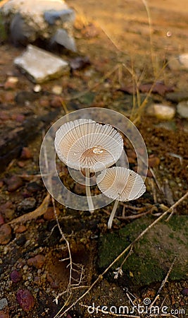 Cople mushroom in morning day Stock Photo