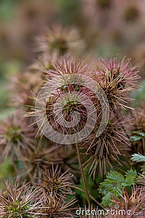 New Zealand Piripiri Acaena microphylla, spiky seed heads Stock Photo