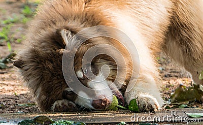 Copper Color Giant Alaskan Malamute playing tennis ball in the mouth Stock Photo