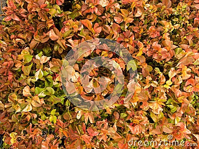 Copper Leaf on The Ground Stock Photo