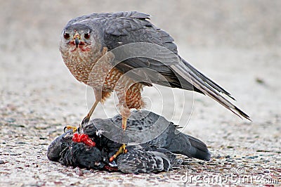 Copper`s hawk, Accipiter cooperii, eating a rock piegon Editorial Stock Photo