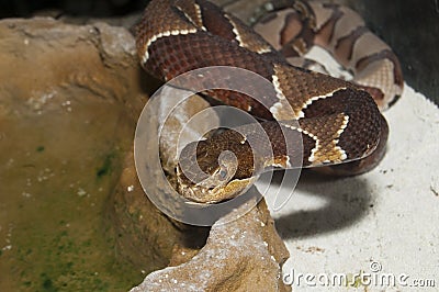 Copperhead (Agkistrodon contortrix) Stock Photo