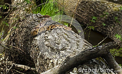 Copperhead Pit Viper snake on log in the swamp Stock Photo