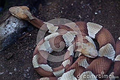 Copperhead (Agkistrodon contortrix). Stock Photo