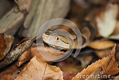 Copperhead closeup Stock Photo