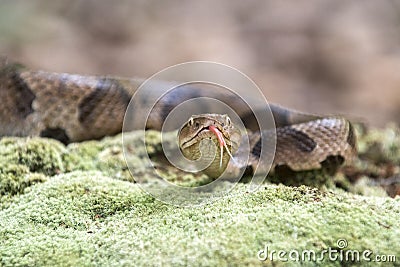 Copperhead Pit Viper flicking tongue Stock Photo