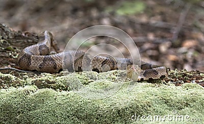 Copperhead Pit Viper snake camouflage on moss covered log Stock Photo