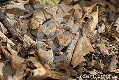Copperhead snake Stock Photo