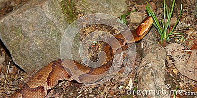 Copperhead Snake (Agkistrodon contortrix) Stock Photo