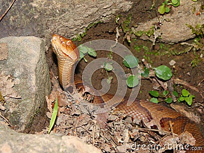 Copperhead Snake (Agkistrodon contortrix) Stock Photo