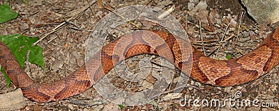 Copperhead Snake (Agkistrodon contortrix) Stock Photo