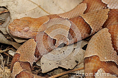 Copperhead Snake, Agkistrodon contortrix phaeogaster Stock Photo