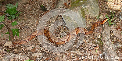 Copperhead Snake (Agkistrodon contortrix) Stock Photo