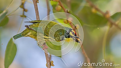 Coppersmith Barbet (Psilopogon haemacephalus) Stock Photo