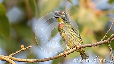 Coppersmith Barbet (Psilopogon haemacephalus) Stock Photo