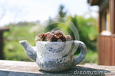 Coppertone stonecrop sedum nussbaumerianum growing in decoration tea pot Stock Photo