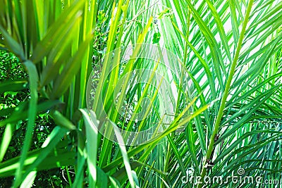 Coppice of Palm Trees with Long Dangling Spiky Leaves Forming a Natural Pattern. Exotic Tropical Plants. Bright Sunlight Highlight Stock Photo