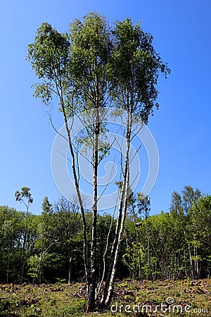 A coppice tree alone in field with stumps. Stock Photo