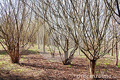 Coppice trees Stock Photo