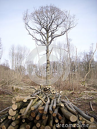 Coppice woodland with logs Stock Photo