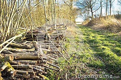 Coppiced wood stacked in woodpile Stock Photo
