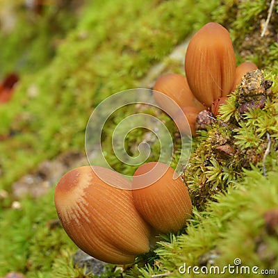 Coprinellus bisporus mushroom Stock Photo