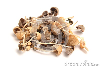 Coprinellus disseminatus mushrooms Stock Photo