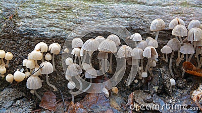 Coprinellus disseminatus mushrooms Stock Photo