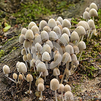 Coprinellus disseminatus mushrooms Stock Photo