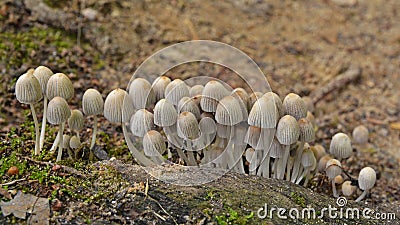 Coprinellus disseminatus mushrooms Stock Photo