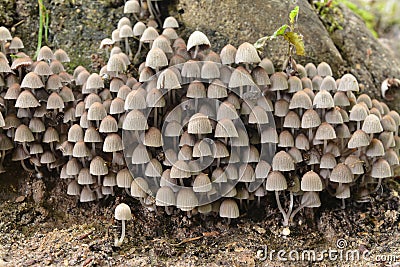 Coprinellus disseminatus mushrooms Stock Photo