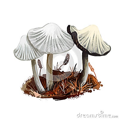 Coprinellus impatiens mushroom closeup digital art illustration. Boletus has deep narrow grooves in cap. Fungus has white fruit Cartoon Illustration
