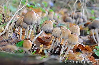 Coprinellus micaceus mushroom in deep forest Stock Photo