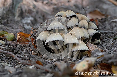 Coprinellus micaceus (Tulosesus impatiens) , the mica cap, glistening inky cap, or shiny cap mushroom Stock Photo