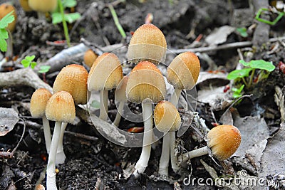 Coprinellus saccharinus mushrooms, inkcap Stock Photo