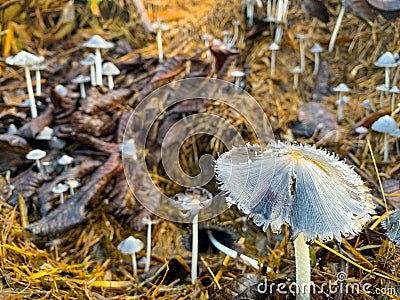 Coprinopsis lagopus mushroom or commonly called rabbit foot fungus Stock Photo