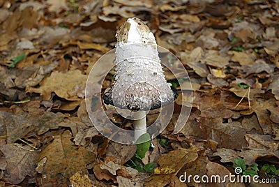 Coprinus comatus, the shaggy ink cap, lawyer`s wig, or shaggy mane, is a common fungus growing on lawn. Stock Photo