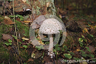 Coprinus comatus, the shaggy ink cap, lawyer`s wig, or shaggy mane, is a common fungus growing on lawn. Stock Photo